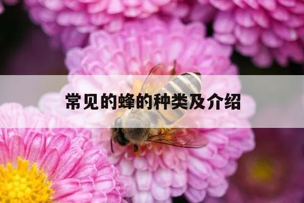 常见的蜂的种类及介绍 常见的蜂的种类及介绍英语
