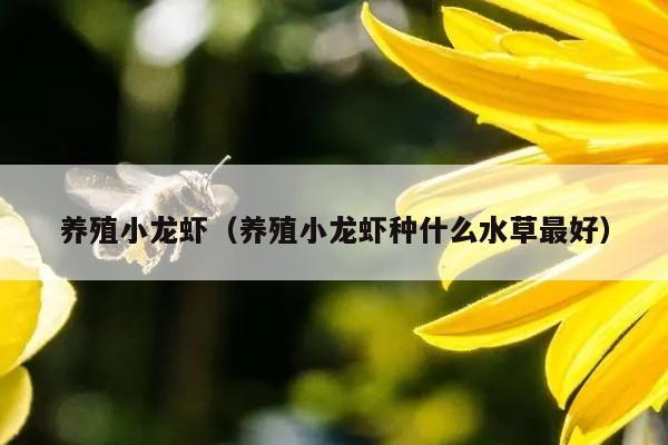 养殖小龙虾（养殖小龙虾种什么水草最好）