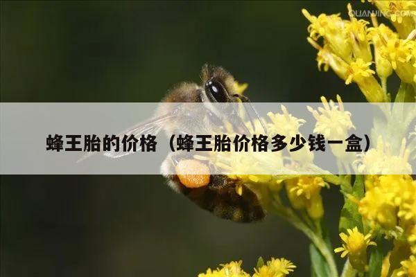 蜂王胎的价格（蜂王胎价格多少钱一盒）