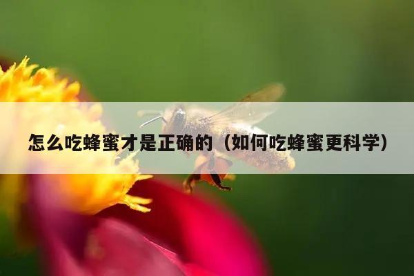 怎么吃蜂蜜才是正确的（如何吃蜂蜜更科学）