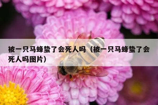 被一只马蜂蛰了会死人吗（被一只马蜂蛰了会死人吗图片）