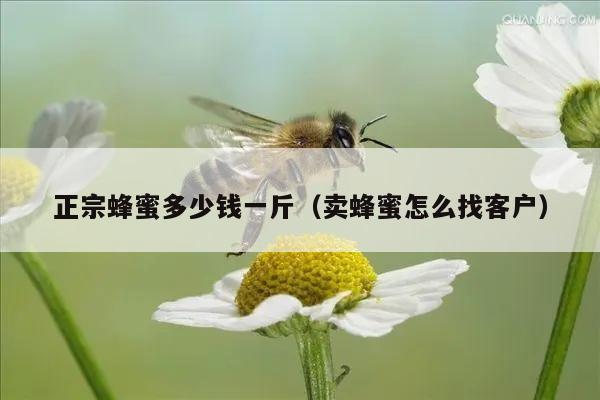 正宗蜂蜜多少钱一斤（卖蜂蜜怎么找客户）