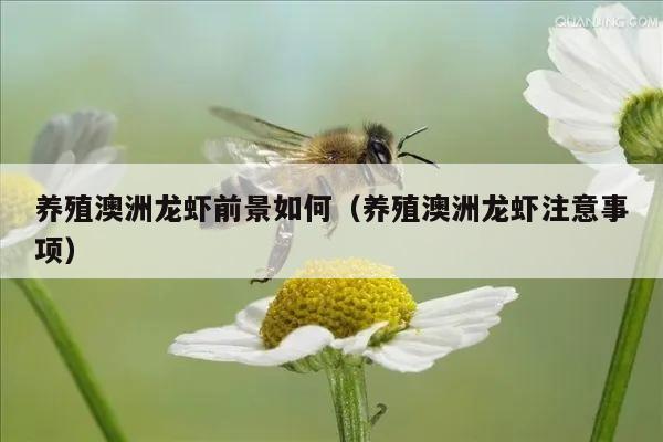 养殖澳洲龙虾前景如何（养殖澳洲龙虾注意事项）