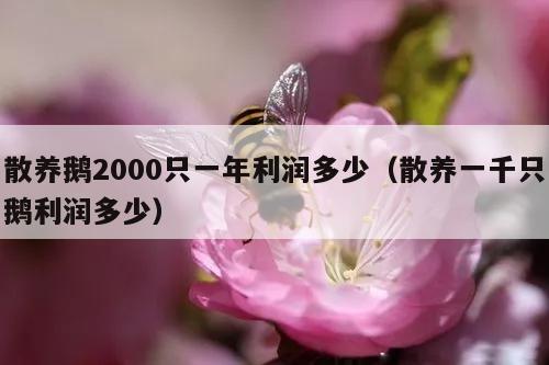 散养鹅2000只一年利润多少（散养一千只鹅利润多少）