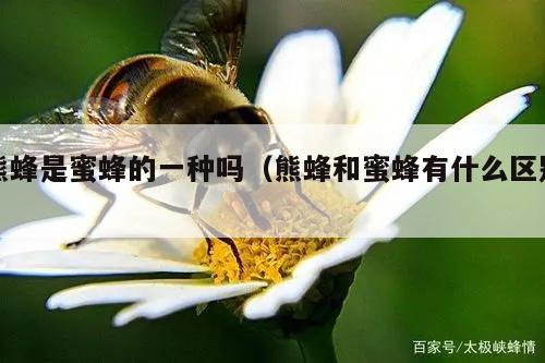 熊蜂是蜜蜂的一种吗（熊蜂和蜜蜂有什么区别）