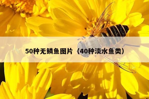 50种无鳞鱼图片（40种淡水鱼类）