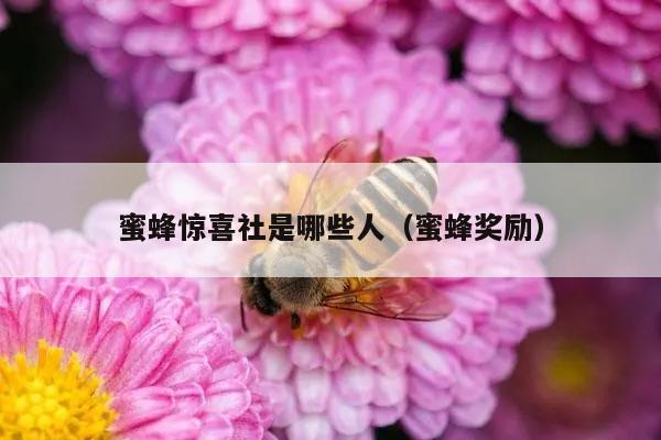 蜜蜂惊喜社是哪些人（蜜蜂奖励）