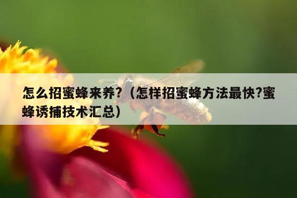 怎么招蜜蜂来养?（怎样招蜜蜂方法最快?蜜蜂诱捕技术汇总）