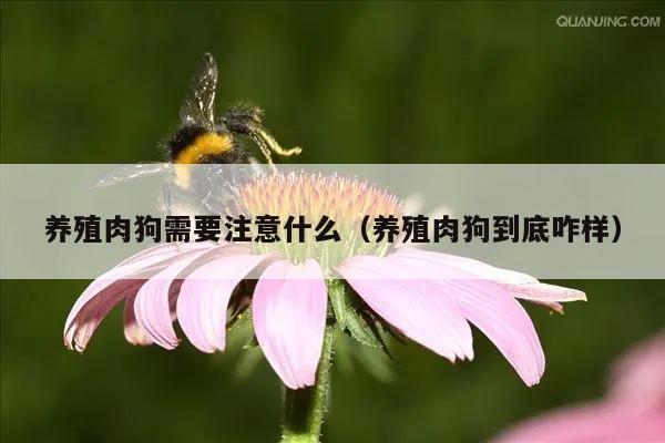 养殖肉狗需要注意什么（养殖肉狗到底咋样）