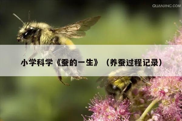 小学科学《蚕的一生》（养蚕过程记录）