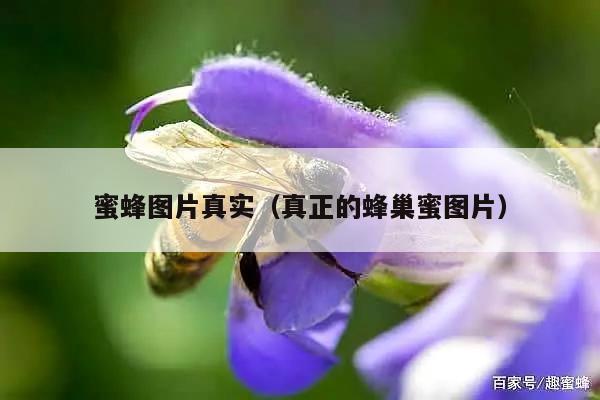 蜜蜂图片真实（真正的蜂巢蜜图片）