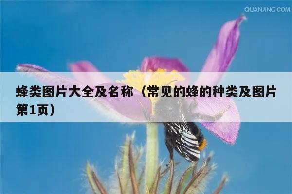 蜂类图片大全及名称（常见的蜂的种类及图片第1页）