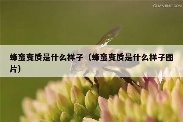 蜂蜜变质是什么样子（蜂蜜变质是什么样子图片）