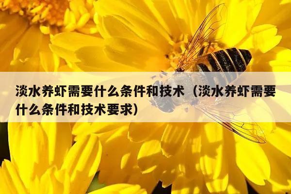 淡水养虾需要什么条件和技术（淡水养虾需要什么条件和技术要求）