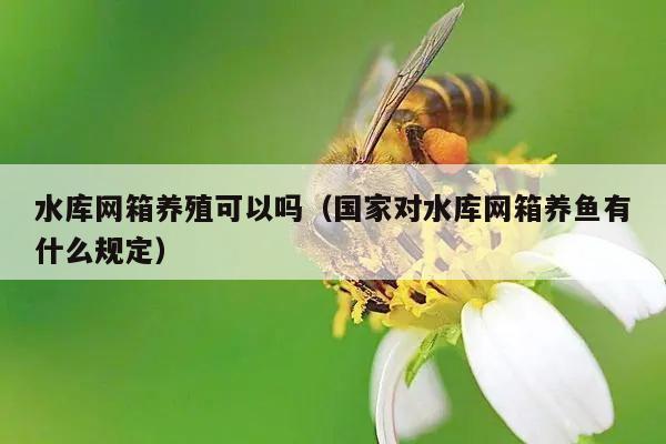 水库网箱养殖可以吗（国家对水库网箱养鱼有什么规定）