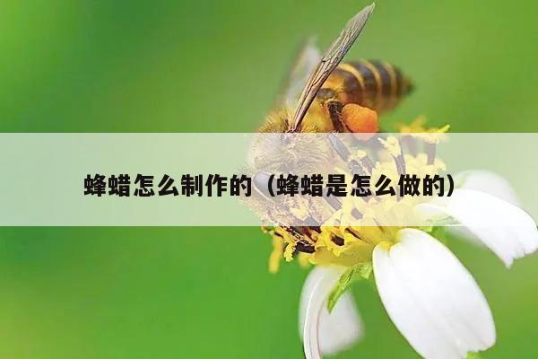 蜂蜡怎么制作的（蜂蜡是怎么做的）