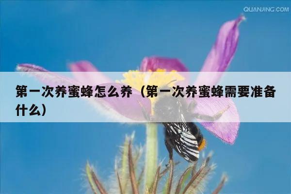 第一次养蜜蜂怎么养（第一次养蜜蜂需要准备什么）