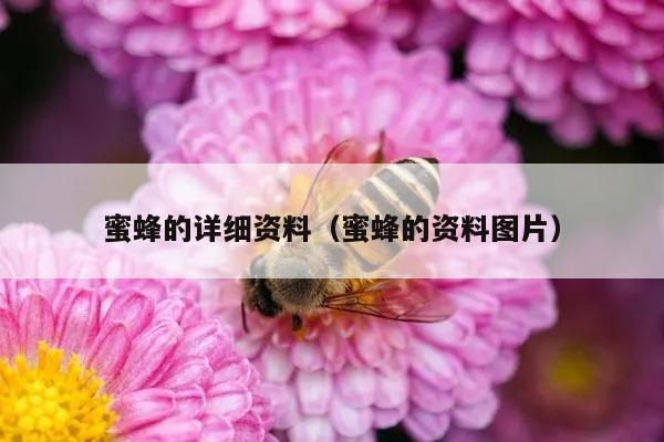 蜜蜂的详细资料（蜜蜂的资料图片）