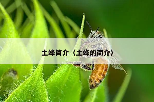 土蜂简介（土蜂的简介）