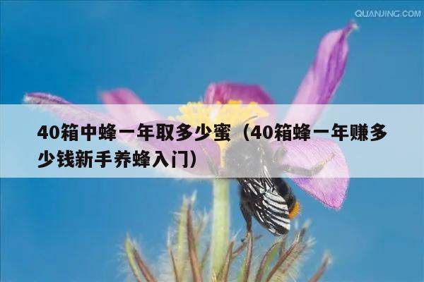 40箱中蜂一年取多少蜜（40箱蜂一年赚多少钱新手养蜂入门）