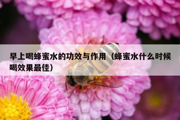 早上喝蜂蜜水的功效与作用（蜂蜜水什么时候喝效果最佳）