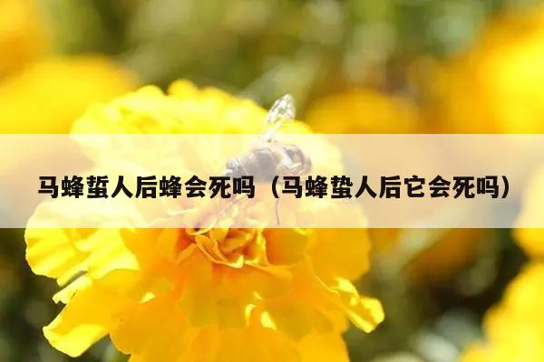 马蜂蜇人后蜂会死吗（马蜂蛰人后它会死吗）