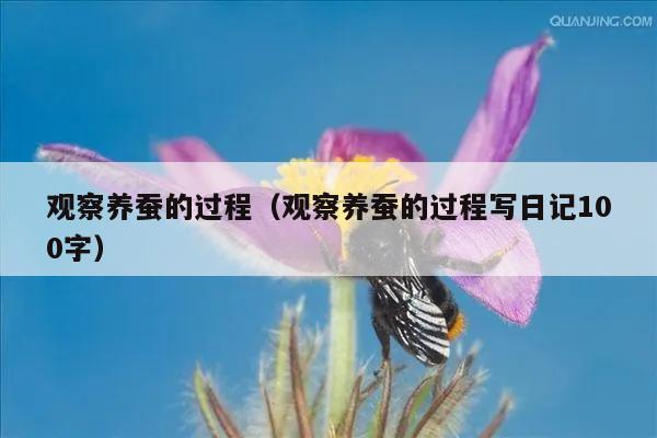 观察养蚕的过程（观察养蚕的过程写日记100字）