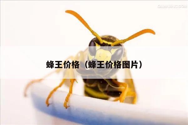 蜂王价格（蜂王价格图片）