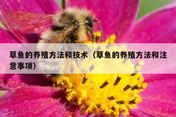 草鱼的养殖方法和技术（草鱼的养殖方法和注意事项）