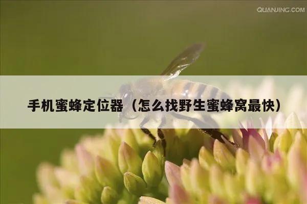 手机蜜蜂定位器（怎么找野生蜜蜂窝最快）