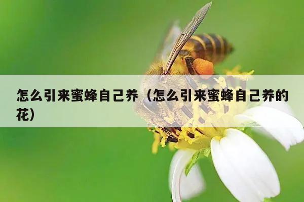 怎么引来蜜蜂自己养（怎么引来蜜蜂自己养的花）