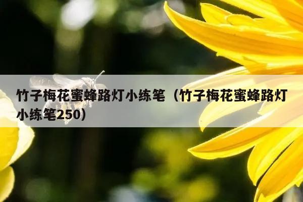 竹子梅花蜜蜂路灯小练笔（竹子梅花蜜蜂路灯小练笔250）