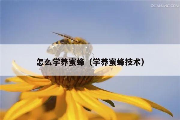 怎么学养蜜蜂（学养蜜蜂技术）