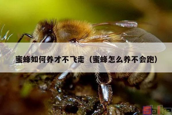 蜜蜂如何养才不飞走（蜜蜂怎么养不会跑）