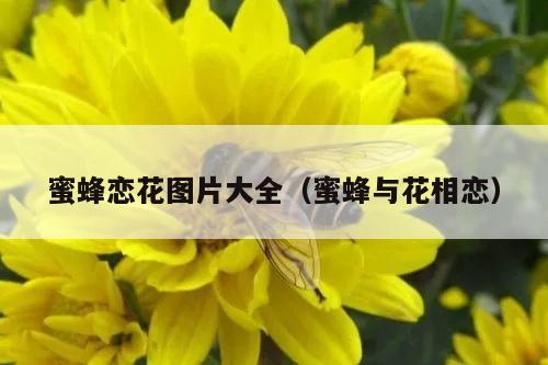 蜜蜂恋花图片大全（蜜蜂与花相恋）