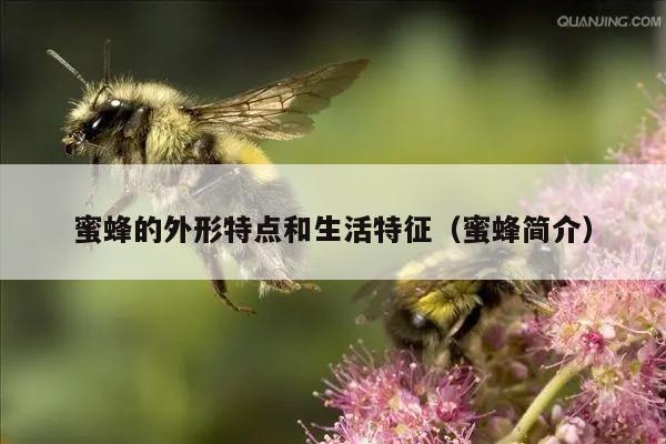 蜜蜂的外形特点和生活特征（蜜蜂简介）