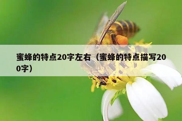 蜜蜂的特点20字左右（蜜蜂的特点描写200字）