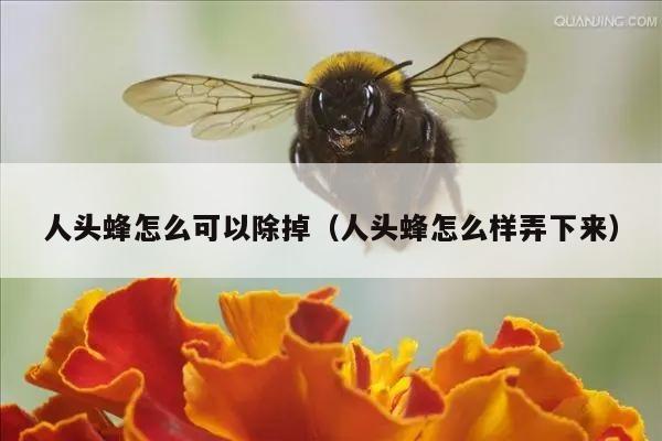 人头蜂怎么可以除掉（人头蜂怎么样弄下来）