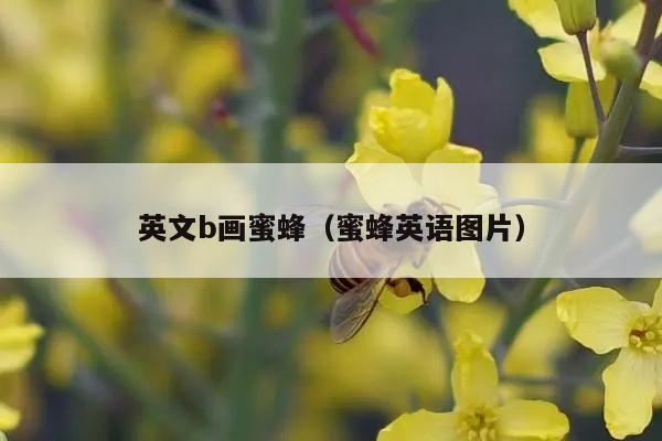 英文b画蜜蜂（蜜蜂英语图片）