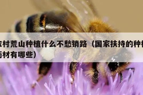 农村荒山种植什么不愁销路（国家扶持的种植药材有哪些）