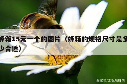 蜂箱15元一个的图片（蜂箱的规格尺寸是多少合适）