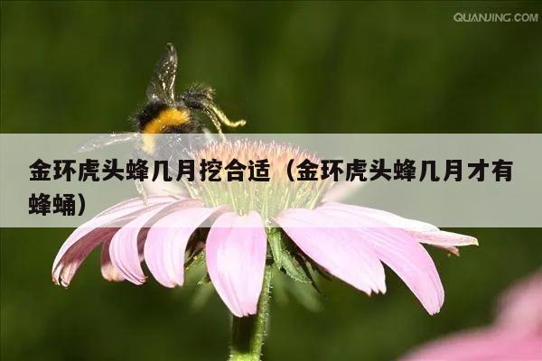 金环虎头蜂几月挖合适（金环虎头蜂几月才有蜂蛹）