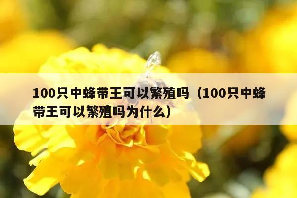 100只中蜂带王可以繁殖吗（100只中蜂带王可以繁殖吗为什么）