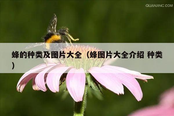 蜂的种类及图片大全（蜂图片大全介绍 种类）