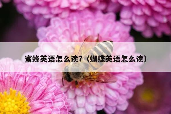 蜜蜂英语怎么读?（蝴蝶英语怎么读）