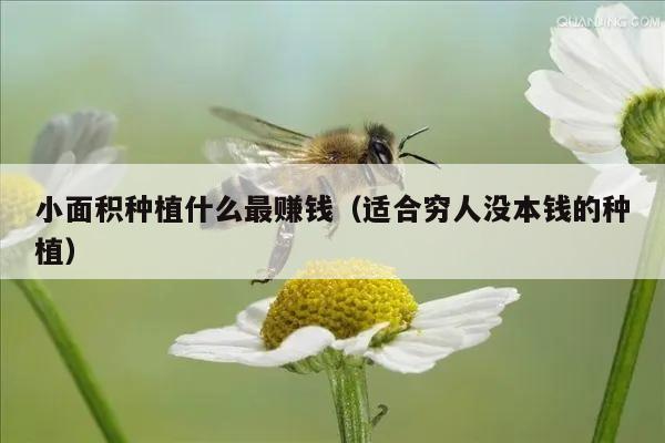 小面积种植什么最赚钱（适合穷人没本钱的种植）