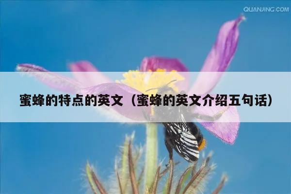 蜜蜂的特点的英文（蜜蜂的英文介绍五句话）