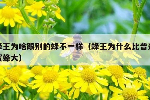 蜂王为啥跟别的蜂不一样（蜂王为什么比普通蜜蜂大）