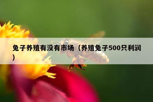 兔子养殖有没有市场（养殖兔子500只利润）