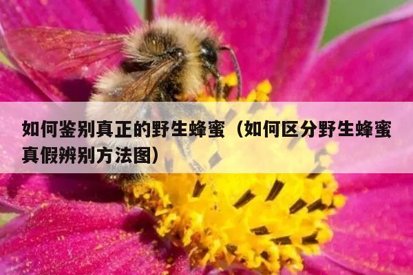 如何鉴别真正的野生蜂蜜（如何区分野生蜂蜜真假辨别方法图）